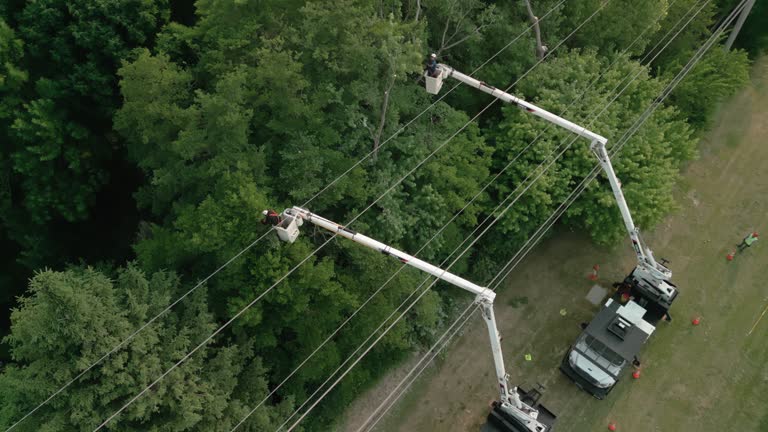 How Our Tree Care Process Works  in Ellis, KS